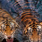 Ricardo Tiger