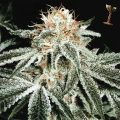 Meccano Twins vs. Art of Fighters - Dualism