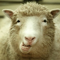Blaatschaap