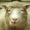 Blaatschaap