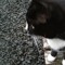 whywillthecatnotlookatme