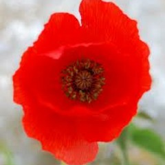 Poppy Publishing