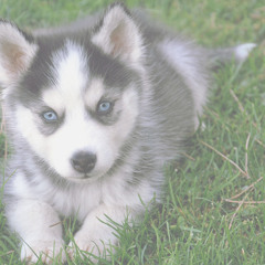 husky dog 1