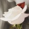 Maram Ali 7