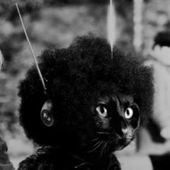 afrocat11