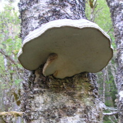 extended-avantgardener