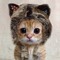 Meowlolz