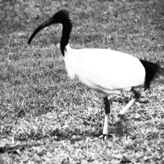 Ibis tunes