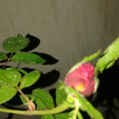 mahsoon