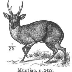Muntjac