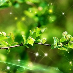 Rene Van de Westeringh