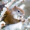 Ghost Squirrel