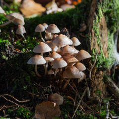 BEARDMETAL (I don't know - WIP)