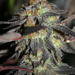 A1grapes