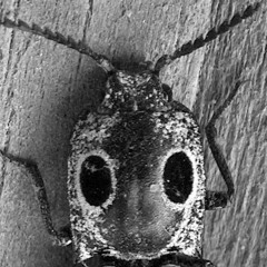 Click Beetle