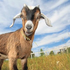 The Man With Curly Hair