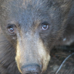 Sierra Revival Project