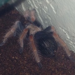 BiggerNeater