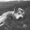Carfox