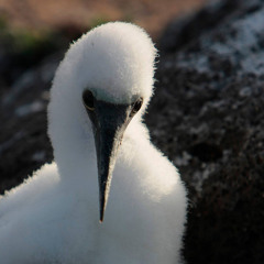 The Noel Redding Experience, "All My Loving"