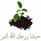Mahmoud Diab 16