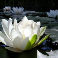 Lotus866