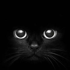 Grumpy Cat