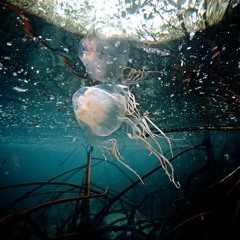 Super-Fast Jellyfish