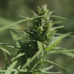 calib)(y 420