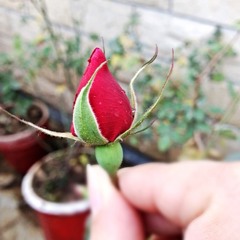 Asma Umair