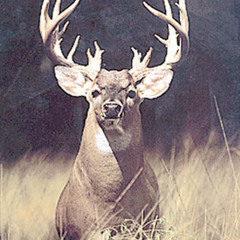 Ky BUCK