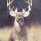 Ky BUCK