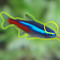 NeonFishGod