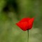 Red Rosen