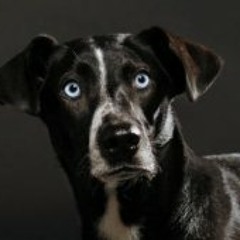 Felicitas Zimmermann