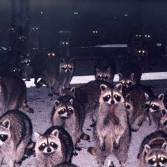 The Raccoon Discjockey