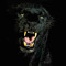 Code_Panther