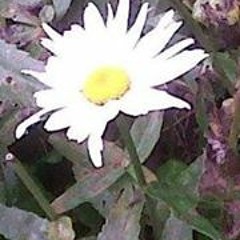 Jeannie Metcalfe-hall