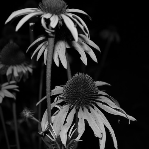 #algiersgotshook Algiers "Irreversible Damage" DBL Unsurvivable Mix