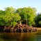 ~*¥*~mangrovegroove~~