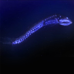 Mesopelagic