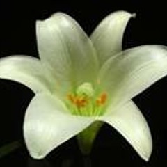 Julie Francey Collins