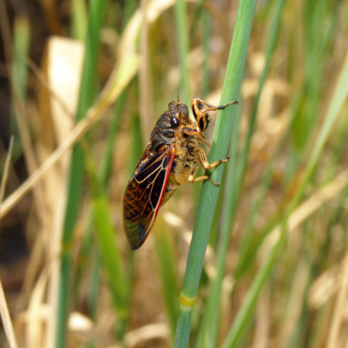 Cicada: Straw Grass-ticker calling song