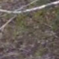 Brendan Blackbuck Ray