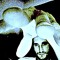 tripnegative