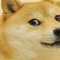 Doge Mills