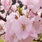 flowers78