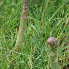 littleasparagus