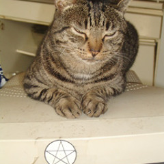 KJB The Family of Cats