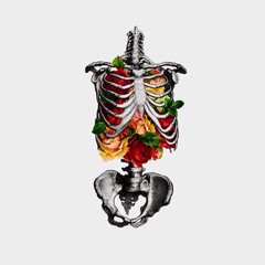 roselacedribs